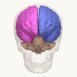 Cerebral_hemisphere